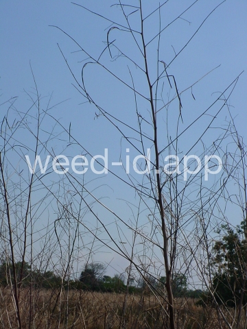 sesbania, hemp